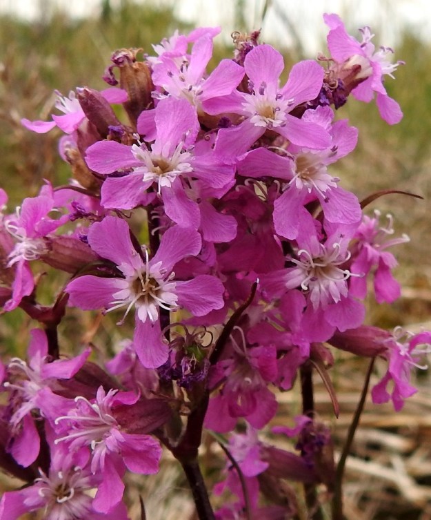 Viscaria vulgaris - mäkitervakon teriö on tavallisesti noin 15-20 mm leveä. Terälehtiä on viisi ja ne ovat yleensä tummemman tai vaaleamman punaiset. Terälehtien tyvellä on lisäteriö, joka on noin 2-3 mm pitkä, viisilehtinen ja syvään kaksihalkoinen Se on teriön värinen tai vaaleampi, jopa valkoinen, kuten kuvassa. A, Lemland, Vessingsboda, Mönbackavägenin (maantie 340) laita Västerskogin laidunalueen kohdalla, 19.6.2023. Copyright Hannu Kämäräinen.
