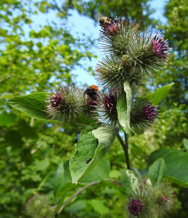 Arctium nemorosum - lehtotakiaisen kukinnot ovat täydessä koossaan yleensä noin 30-35 mm leveitä ja noin 20-25 mm korkeita. Pikkutakiaisella, A. minus, mykeröt ovat tavallisesti noin 15-25 mm leveitä ja noin 15-20 mm korkeita. Takiaiset ovat monen muun asterikasvin ohella pistiäisten suosiossa, mikä takaa yleensä hyvän pähkylätuotannon. Ahkeroivia hyönteisiä ei haitannut, vaikka alaspäin nuokkuva kukintohaara nostettiin kuvausta varten pystyasentoon. 13.7.2022. Copyright Hannu Kämäräinen.