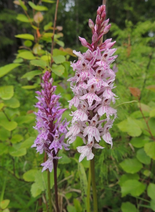 Dactylorhiza fuchsii - kielikämmekän kukkien pohjaväri saattaa olla myös hyvin vaaleanpunainen, lähes valkoinen. Kukintotähkä on tiivis, tavallisesti noin 5-10 cm pitkä ja noin 2-3,5 cm leveä. Kukkia tähkässä on useimmiten 20-50. PeP, Rovaniemi, Marraskosken ja Patokosken välinen alue noin 5 km Ounasjoesta itään, Ellinjuppo, 16.7.2015. Copyright Hannu Kämäräinen.
