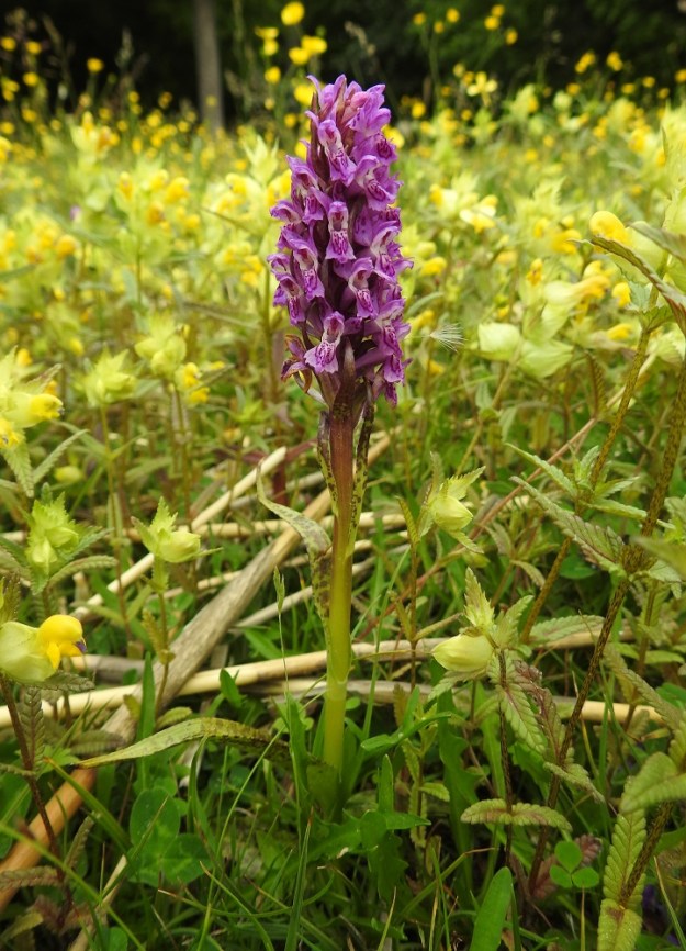 Dactylorhiza incarnata subsp. cruenta - veripunakämmekkä on parhaimmillaan sukunsa kaunis ja tyylikäs edustaja. Lehdet ovat ohuemmat ja rennommat kuin suopunakämmekällä, subsp. incarnata, jolla ne ovat tyypillisesti jäykän pystyt ja köliselkäiset. A, Jomala, Ramsholm, luonnonsuojelualue, merenrantaniitty, 18.6.2023. Copyright Hannu Kämäräinen.