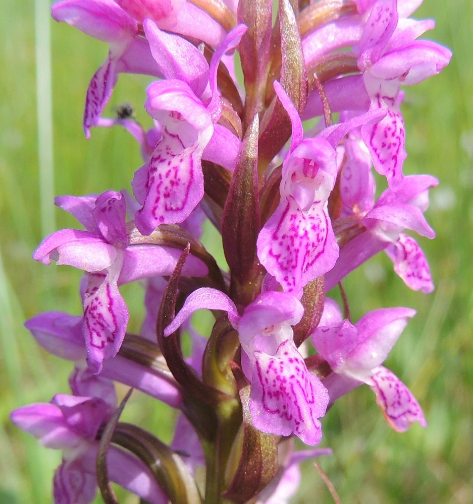 Dactylorhiza incarnata subsp. incarnata - suopunakämmekän kuudesta kehälehdestä kolme ulointa on suuntautunut ylöspäin. Ne ovat soikeahkoja tai puikeahkoja ja yleensä noin 5-7 mm pitkiä. Kaksi sisempää ja hieman lyhyempää kehälehteä sekä usein myös keskimmäinen ulompi kehälehti kaartuvat eteenpäin hetiön ja emiön ylle. Huuli on tavallisesti noin 7-9 mm pitkä ja laidoiltaan alaskääntynyt. Sen kärjen muoto vaihtelee tasaisen ehyehköstä matalasti kolmiliuskaiseen tai kuvan tavoin ulkonevan nipukkakärkiseen. Huulessa on vaihtelevasti tummempia täpliä ja kuvioita sekä lähes aina jonkinasteinen rengaskuvio. Siinä on noin 6-7 mm pitkä, paksuhko kannus, joka on medetön ja yleensä sikiäintä lyhyempi. Ks, Kuusamo, Juuma, Jyrävänjärven pohjoispään itäpuoli, pieni, avoin lettosuo Oulangan kansallispuiston rajalla, 13.7.2015. Copyright Hannu Kämäräinen.