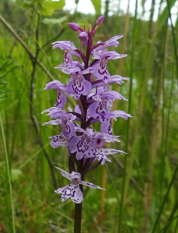 Dactylorhiza maculata - maariankämmekän toinen perusvärityyppi on vaalea sinipuna. Kuvan kukinnossa huulen keskiliuska ei kirjattuja tuntomerkkejä noudattaen tyydy lyhyemmäksi tai samanpituiseksi kuin sivuliuskat, vaan on kasvanut niitä pitemmäksi lähes kielikämmekän, D. fuchsii, tapaan. Huulen kirjailun monimuotoisuuteen kannattaa myös kiinnittää huomiota. PS, Joroinen, Ryyhtölä, Saarikko-lammen rantaneva lähellä vesirajaa, luonnonsuojelualue, 12.7.2019. Copyright Hannu Kämäräinen.