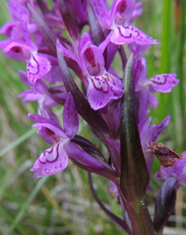 Dactylorhiza traunsteineri - kaitakämmekän D. lapponica -tyypin sikiäin on tumman punaruskea, voimakassuoninen ja kierteinen sekä yleensä noin 8-10 mm pitkä. Huulessa oleva medetön kannus on noin 6-8 mm pitkä ja yleisimmin sikiäintä lyhyempi. Ks, Kuusamo, Juuma, Jyrävänjärven pohjoispään itäpuoli, pieni, avoin lettosuo Oulangan kansallispuiston rajalla, 13.7.2015. Copyright Hannu Kämäräinen.