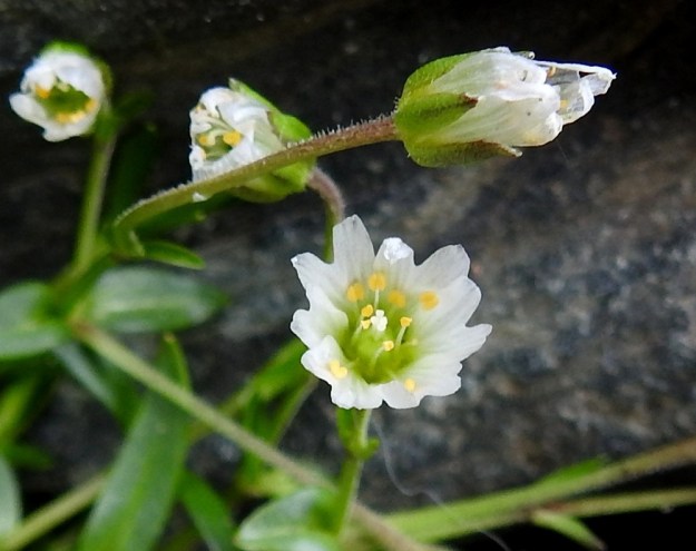 Dichodon cerastoides (Cerastium cerastoides) - lumihärkin kukkaperät ovat varsien tavoin toispuolisesti lyhyt ja hienokarvaiset. Myös verholehdissä, ainakin niiden tyviosassa, on harvakseen nystykarvoja. Valkoiset terälehdet ovat usein enemmän tai vähemmän läpikuultavia. Kuvassa näkyvä kukka poikkeaa kaikilta lukumääriltään "määritysnormeista": terälehtiä on 7 (ei 5), heteitä on 11 (ei 10) ja emin vartaloita on 4 (ei 3). 9.7.2018. Copyright Hannu Kämäräinen.