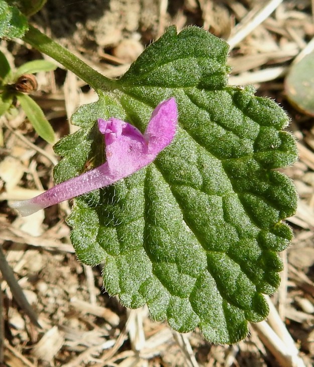 Lamium confertum - välipeipin teriö on yhdislehtinen ja vastakohtainen sekä suora- ja pitkätorvinen. Se on tavallisesti noin 15-20 mm pitkä. Kuvan teriön pituus on 15 mm. 11.7.2023. Copyright Hannu Kämäräinen.