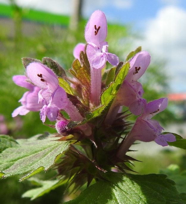 Lamium hybridum - liuskapeipin teriön ylähuuli on kupera ja yleensä noin 3-5 mm pitkä. Alaskääntynyt alahuuli on kärjestään kahteen liuskaan haarautunut ja tavallisesti noin 2-3 mm pitkä. Alahuulessa ja sen tyvellä on yleensä teriön perusväriä tummempaa värikirjailua. Myös nielussa on usein tummempia värijuovia. Alahuulen yläpuolella molemmin puolin ovat hyvin pienet ja suipon hammasmaiset sivuliuskat. EH, Hämeenlinna, Pullerinmäki, Tiiriö, Katsastusmiehentien varressa olevan autojen pesuhallin vierustan kapea istutuskaista, 7.6.2020. Copyright Hannu Kämäräinen.