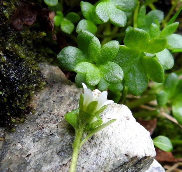 Saxifraga rivularis - purorikon kukkapohjus ja sen jatkeena oleva verhiö on kellomainen, alaosastaan yhdislehtinen ja vihreä sekä tavallisesti noin 3-5 mm pitkä. Verhiönliuskoja on viisi ja ne ovat lähes tasalevyiset tai kapeanpuikeat ja yleensä noin 2-2,5 mm pitkät sekä noin 1,5-2 mm leveät. 18.7.2023. Copyright Hannu Kämäräinen.