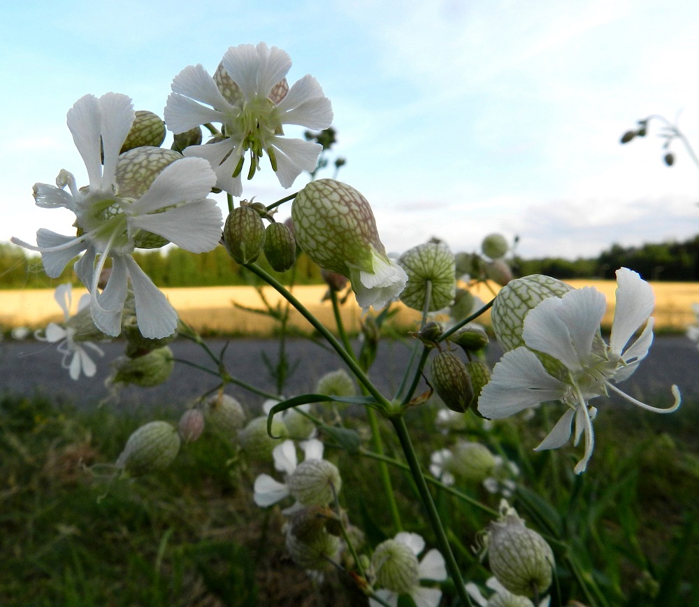 Silene vulgaris subsp. vulgaris var. vulgaris - ahonurmikohokki on yksikotinen, mutta sen samassa yksilössä ja kukintohaarassakin on usein sekaisin kaksineuvoisia kukkia ja pelkkiä emikukkia. Ylimpänä on kaksineuvoinen kukka, jonka vihreäponsiset heteet ovat vasta kehittymässä. Vasemmalla ja oikealla on pelkkä emikukka. Terälehtien syväjakoiset kärkiliuskat yleensä levenevät voimakkaasti kärkeään kohti. EH, Hattula, Parola, Alppilanmäki, Hattulantien laitaruohikko, 25.7.2011. Copyright Hannu Kämäräinen.