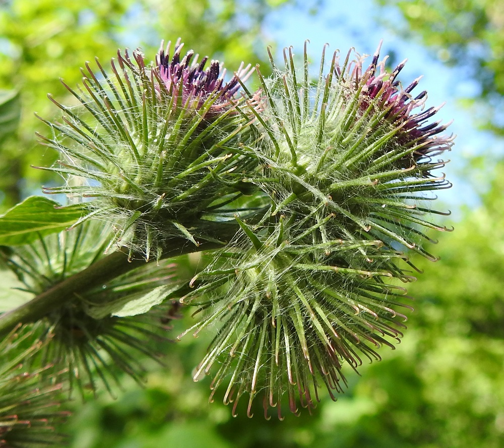Arctium nemorosum - lehtotakiaisen monikukkaisen mykerön uloimman kerroksen muodostavat pienet, kapeat ylälehdet eli kehtosuomut, jotka ympäröivät monikerroksisena, siirottavana ja pallomaisena suojuksena eli kehtona varsinaista kukintoa. Kehtosuomut ovat jäykkiä, hyvin kapeita ja pitkäsuippuisen teräväkärkisiä sekä tavallisesti noin 8-19 mm pitkiä. Kaikkien kehtosuomujen kärki on vaalean koukkupäinen. Koko kehto on enemmän tai vähemmän seittikarvainen. Lehtotakiaisella kukinnon teriöt eivät nouse kehtoa korkeammalle toisin kuin pikkutakiaisella, A. minus. 13.7.2022. Copyright Hannu Kämäräinen.