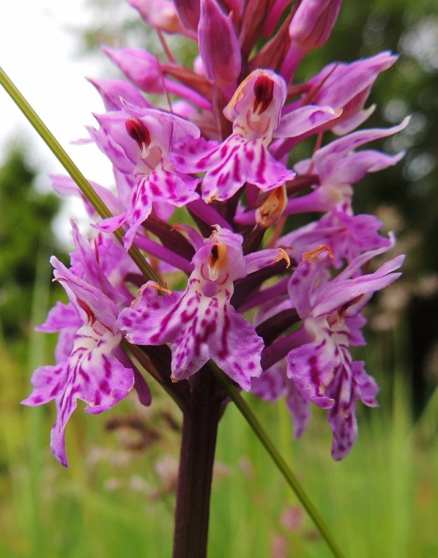 Dactylorhiza fuchsii - kielikämmekän kukat ovat kehälehtien asennosta riippuen yleensä noin 10-15 mm leveitä. Kehälehtiä on kuusi. Niistä kolme ulointa on ylöspäin suuntautunut. Ne ovat yleensä soikeahkoja tai puikeahkoja ja noin 6-8 mm pitkiä. Sisemmistä kehälehdistä kaksi on uloimpien kaltaista, mutta ne ovat vähän lyhyempiä ja hetiön sekä emiön ylle taipuneita. Kolmas sisempi kehälehti muodostaa noin 7-10 mm pitkän huulen. Sen kärkiosa on noin 7-9 mm leveä ja päästään kolmiliuskainen. Keskiliuska on useimmiten selvästi muita pitempi. Kehälehtien värikirjailu on joka kukassa erilainen, kuin sormenjäljet. A, Lemland, Järsö, eteläosa, Hästskärsvägenin varsi, hakkuuaukean reuna, 13.6.2014. Copyright Hannu Kämäräinen.