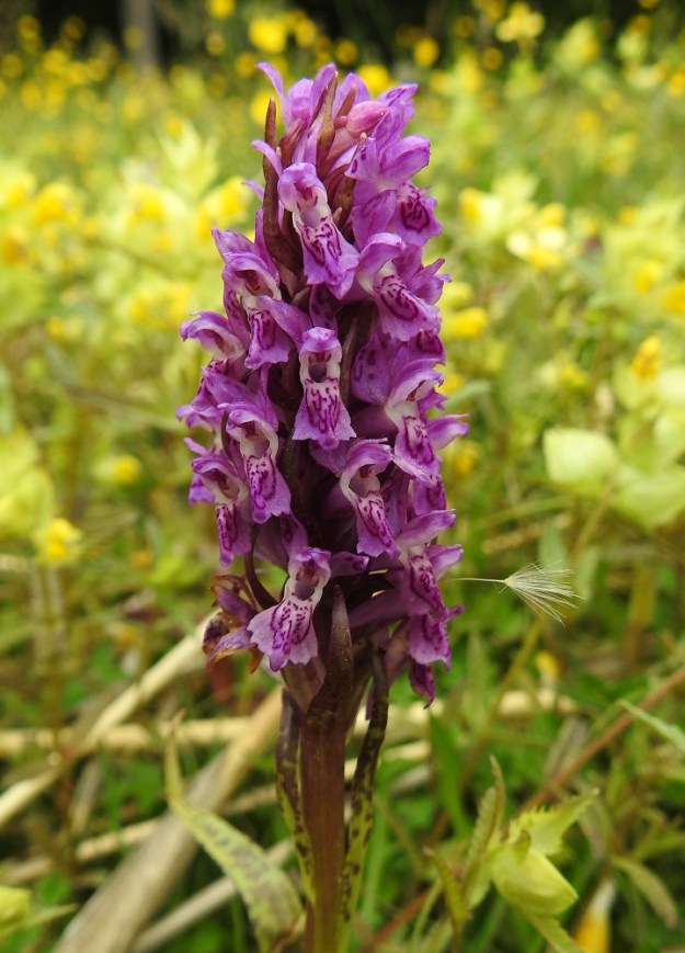 Dactylorhiza incarnata subsp. cruenta - veripunakämmekän kukintotähkä on tiivis, tavallisesti noin 6-10 cm pitkä ja lähes tasalevyisesti noin 2-3 cm leveä. Siinä on yleensä noin 15-40 kukkaa. Kukan huulen kannusaukko houkuttelee pistiäisiä työntämään imukärsänsä medettömään kannukseen ja samalla kuljettamaan aukon yläpuolella olevia, liimautuvia siitepölymyhkyjä otsassaan kasviyksilöstä toiseen. Kuva antaa pienen esimerkin myös tuloksettomasta "tuulipölytyksestä". Puhuri on kuljettanut ehkä voikukan lenninhaivenellisen pähkylän, joka on tarttunut kämmekän kukkaan, emin luotin tahmeaan pintaan. A, Jomala, Ramsholm, luonnonsuojelualue, merenrantaniitty, 18.6.2023. Copyright Hannu Kämäräinen.