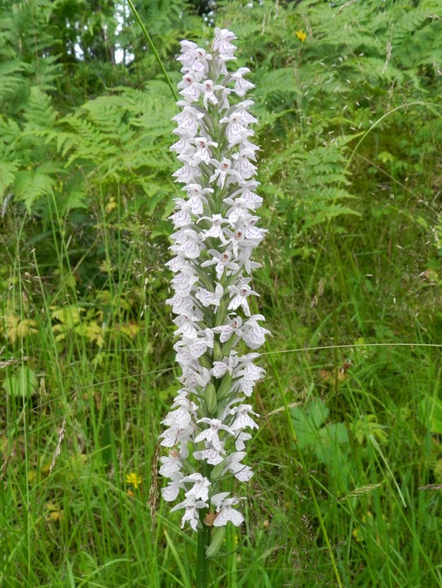 Dactylorhiza maculata - maariankämmekkä on usein myös lähes tai aivan valkokukkainen punertavia kirjailuja lukuun ottamatta. Kuvan reilun 20 cm:n mittainen kukintotähkä on sekin osoitus muuntelusta, joka "potkii" kuvauksissa asetettuja, tavanomaisia mittarajoja vastaan. EH, Hämeenlinna, Miemala, Helsingintien (tie 130) laitaoja, 17.7.2012. Copyright Hannu Kämäräinen.