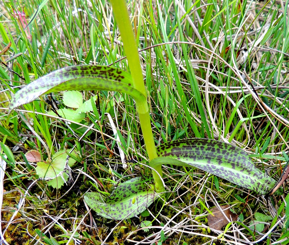 Dactylorhiza traunsteineri - kaitakämmekän D. lapponica -tyypin lehdet ovat ylintä lukuun ottamatta siirottavia, leveähkön suikeita tai lähes soikeita ja suippo- tai pyöreäkärkisiä sekä leveimmillään lähellä keskikohtaa. Ne ovat yleensä noin 4-6 cm pitkiä ja leveimmältä kohtaa noin 1,5-2 cm leveitä sekä enimmillään kolmesta neljään kertaa leveyttään pitempiä. Lehtien yläpuoli on vihreä ja punaruskeatäpläinen. Ks, Kuusamo, Juuma, Jyrävänjärven pohjoispään itäpuoli, pieni, avoin lettosuo Oulangan kansallispuiston rajalla, 13.7.2015. Copyright Hannu Kämäräinen.