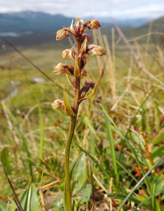 Dactylorhiza viridis (Coeloglossum viride) - pussikämmekkä on tunturipaljakalla matalampi ja vähäkukkaisempi. Sen kukinto-osassa on myös usein ruskehtavia ja punertavia sävyjä. EnL, Enontekiö, Kilpisjärvi, Saanan luoteisrinne, lakialuetta kohti nousevan pääpolun varsi, paljakkarinne, 730 m mpy, 17.7.2013. Copyright Hannu Kämäräinen.