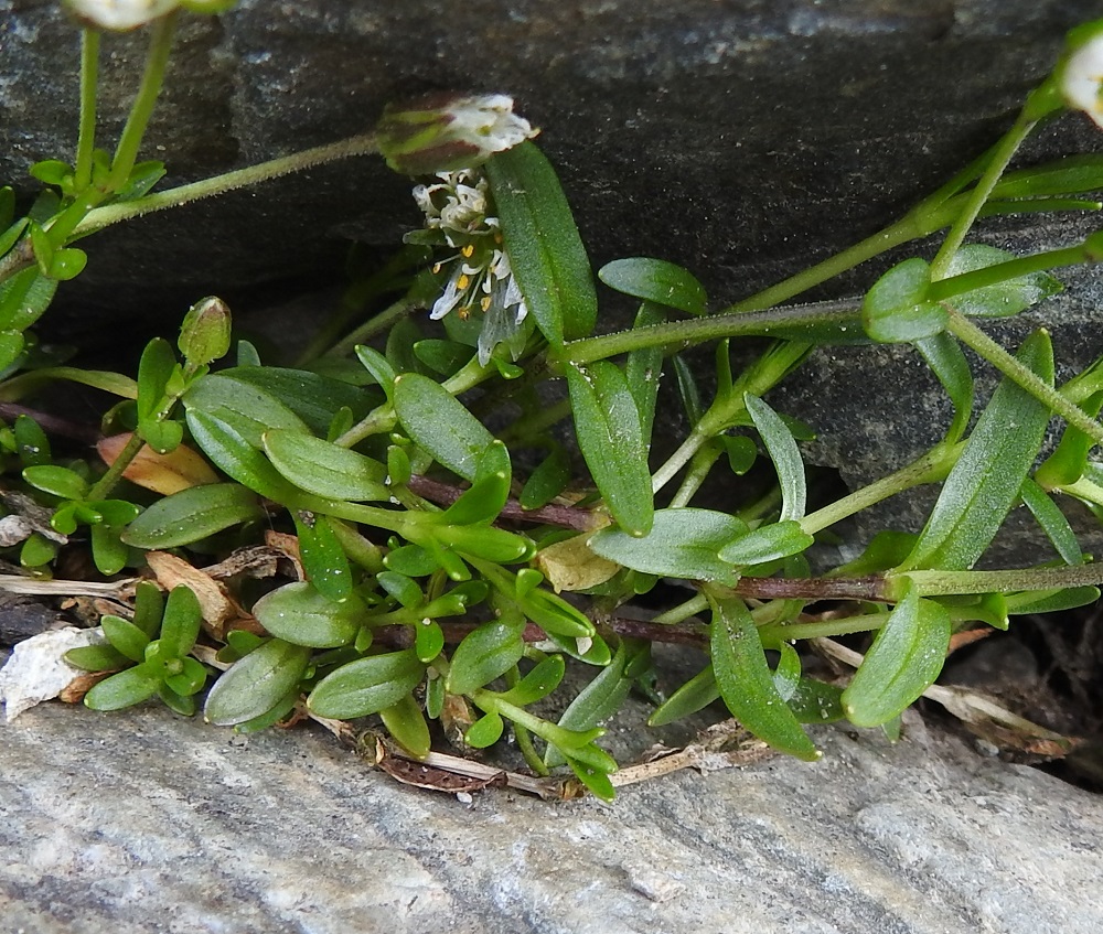 Dichodon cerastoides (Cerastium cerastoides) - lumihärkin lehdet ovat vastakkaiset, ruodittomat, hieman möyheät ja kaljut sekä usein käyrät. Kukallisissa versoissa ne ovat tasasoukat tai kapean pitkulaiset ja tavallisesti noin 5-10 mm pitkät ja noin 1-3 mm leveät. 9.7.2018. Copyright Hannu Kämäräinen.