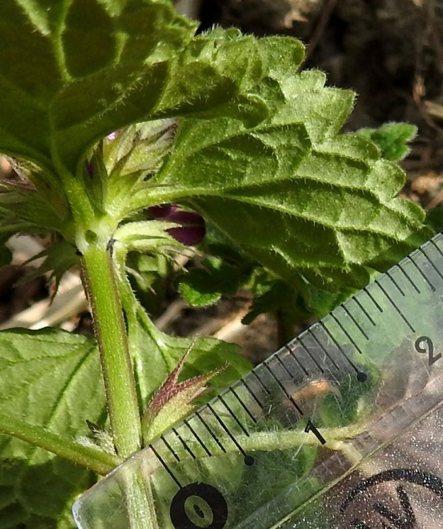 Lamium confertum - välipeipin verhiö on perätön, karvainen ja noin 8-12 mm pitkä. Liuskojen osuus verhiön pituudesta on useimmiten noin 4-5 mm. Kuvassa olevan verhiön pituus on 9 mm ja näkyvien liuskojen pituus 4-4,5 mm. 11.7.2023. Copyright Hannu Kämäräinen.