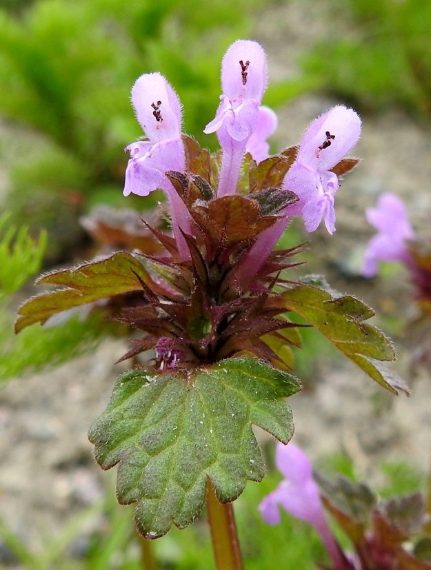 Lamium hybridum - liuskapeipin teriön nielun alaosaan kiinnittyneitä ja palhoiltaan teriön värisiä heteitä on neljä. Niistä kaksi on pitempää ja kaksi lyhyempää. Ponnenpuoliskot ovat eri suuntiin siirottavia. Emi on teriön värinen, yksivartaloinen ja kaksiluottinen. Kuvassa luotit näkyvät punaisempina ponsien alapuolella. Jos teriön torven tyvellä oleva mesiäinen ei houkuttele riittävästi pölytyskykyisiä hyönteisiä, voi siitepöly varista suoraan emin luoteille ja varmistaa siemensadon. EH, Hämeenlinna, Loimalahti, Sampo, Sammonojantien laita, 29.5.2020. Copyright Hannu Kämäräinen.