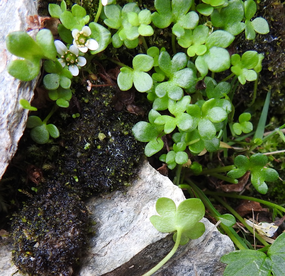 Saxifraga rivularis - purorikon lehtilapa on molemmin puolin vihreä ja kaljuhko. Se on varren ylintä lehteä lukuun ottamatta ulkokehältään lähinnä munuaismainen tai pyöreähkö ja pyöreämuotoisesti liuskainen tai isohampainen. Liuskojen määrä vaihtelee useimmiten kolmesta viiteen. Lapa on tavallisesti noin 3-12 mm pitkä ja noin 5-17 mm leveä. Ylin varsilehti on useimmiten puikea tai lähes soikeahko ja yleensä noin 4-7 mm pitkä sekä noin 2-5 mm leveä. Kuvassa ylimmät lehdet näkyvät molempien kukkien alapuolella. 18.7.2023. Copyright Hannu Kämäräinen.