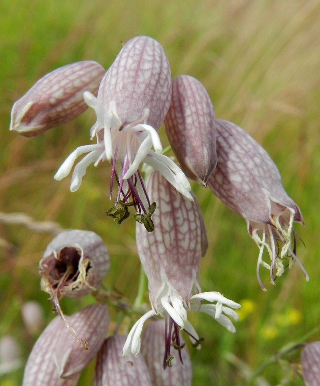 Silene vulgaris subsp. vulgaris var. vulgaris - ahonurmikohokin verhiö on muunteleva värin lisäksi myös muodon suhteen. Kuvan kukissa vaaleapohjaiset, punertavasuoniset verhiöt ovat kellomaisia, mutta eivät kovinkaan pulleita. Myös terälehtien liuskat ovat muiden kuvien kukkia kapeammat ja kouruiset. ES, Lappeenranta, keskusta, vanha ratavalli Ratakadun sillan ja Snellmaninkadun sillan välillä, 11.7.2012. Copyright Hannu Kämäräinen.