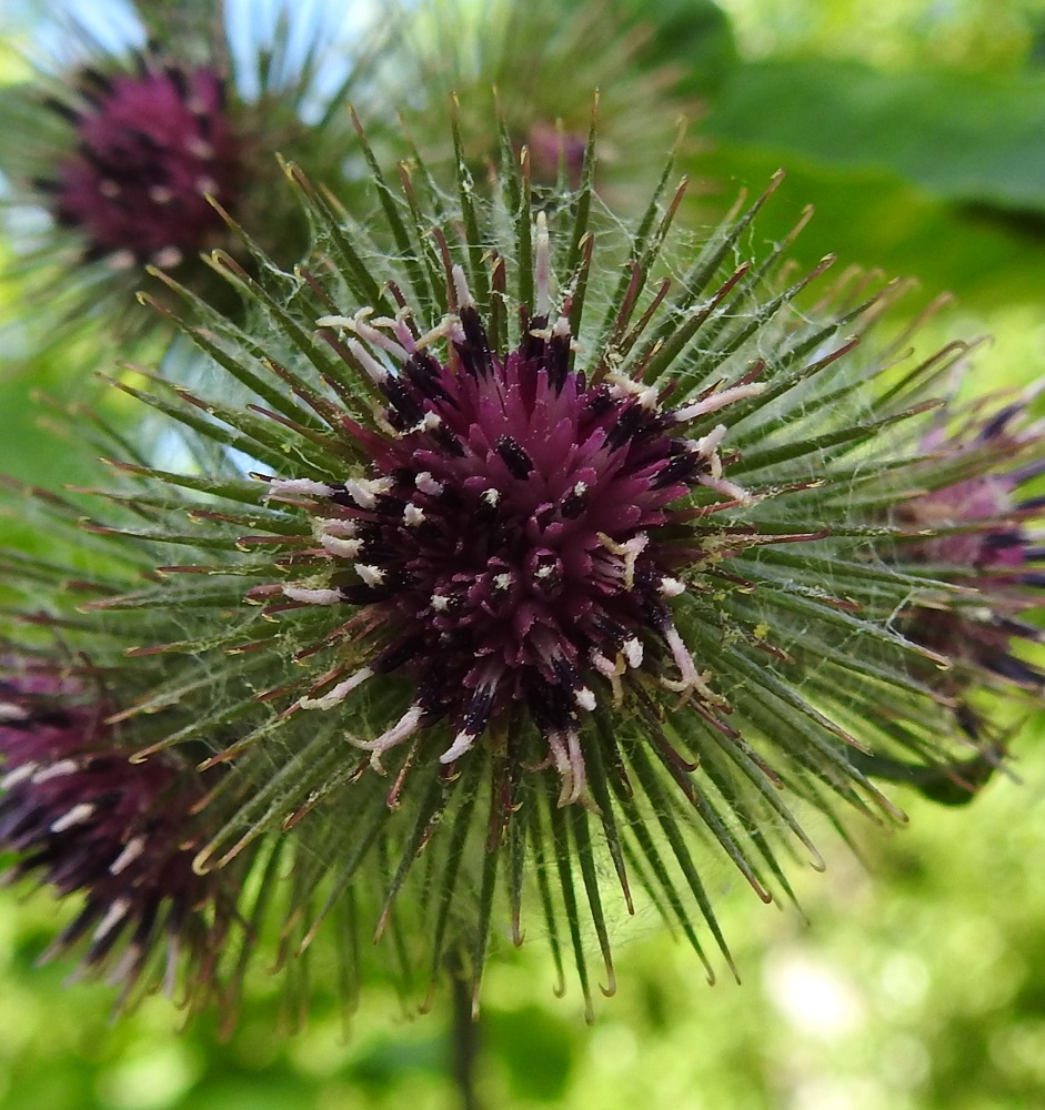 Arctium nemorosum - lehtotakiaisen mykerössä on ainakin noin 35-50 kukkaa (kuvan mykerössä noin 50). Kookkaammat laitakukat puuttuvat, joten kaikki kukat ovat kaksineuvoisia, torvimaisia kehräkukkia. Teriön kärkiosa on kapean viisiliuskainen. Heteitä on viisi. Niiden tumman sinipunaiset ja kapean tasasoukat ponnet ovat lieriömäisen yhdiskasvuisesti emin vartalon ympärillä. Emi on luotiltaan kaksiliuskainen. Vartalo luotteineen nousee selvästi teriönliuskoja pitemmäksi. 13.7.2022. Copyright Hannu Kämäräinen.