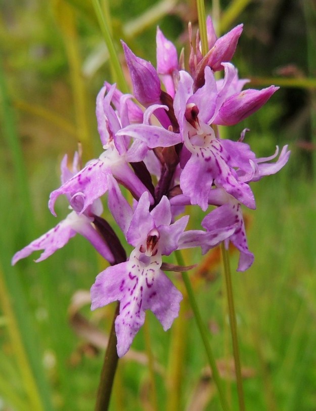 Dactylorhiza fuchsii - kielikämmekkä voi samallakin kasvupaikalla tuottaa hyvin erinäköisiä kukintoja ja kukkien malli vaihtelee myös suuresti. Kuvan kukinto on samalta paikalta kuin edellisessä kuvassa. Kukka on malliltaan kapeahko ja viisi kehälehteä ovat kuin kruunun sakarat pystyssä. Huulen keihäsmäinen keskiliuska muodostaa puolet koko huulen pituudesta. Kielikämmekän huulessa on tavallisesti noin 5-8 mm pitkä kannus, joka on medetön ja sikiäintä lyhyempi. Emin ja kannusaukon yläpuolelle nousevan ponnen siitepöly on kahtena myhkynä. Alimmassa kukassa näkyy hyvin myös luottien rakenne. Kannusaukon yläreunassa on kaksi tummempana näkyvää luottia ja niiden välissä näkyy valkoisena kolmas, ulkonevaksi keulaksi muuntunut luotti. A, Lemland, Järsö, eteläosa, Hästskärsvägenin varsi, hakkuuaukean reuna, 13.6.2014. Copyright Hannu Kämäräinen.