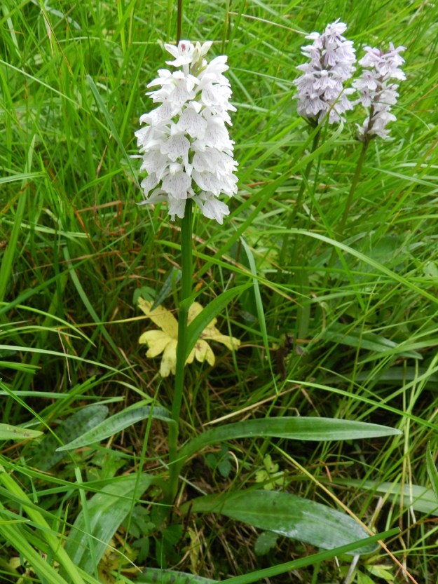 Dactylorhiza maculata - maariankämmekän valkokukkainen muoto, jonka kukkien kirjailut ovat hyvin haaleat, kukkien tukilehdet vaaleanvihreät ja varsilehdet pilkuttomat tai hyvin haaleapilkkuiset sai aikanaan muotonimen f. candidissimus. EH, Hämeenlinna, Miemala, Helsingintien (tie 130) laitaoja, 17.7.2012. Copyright Hannu Kämäräinen.