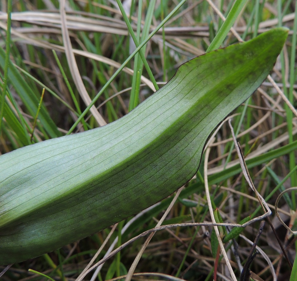 Dactylorhiza traunsteineri - kaitakämmekän D. lapponica -tyypin lehdet ovat alta harmaanvihreät ja täplättömät. Kämmekkäkasveilla lehtisuonet ovat reunan suuntaisia eli silposuonisia. Ks, Kuusamo, Juuma, Jyrävänjärven pohjoispään itäpuoli, pieni, avoin lettosuo Oulangan kansallispuiston rajalla, 13.7.2015. Copyright Hannu Kämäräinen.