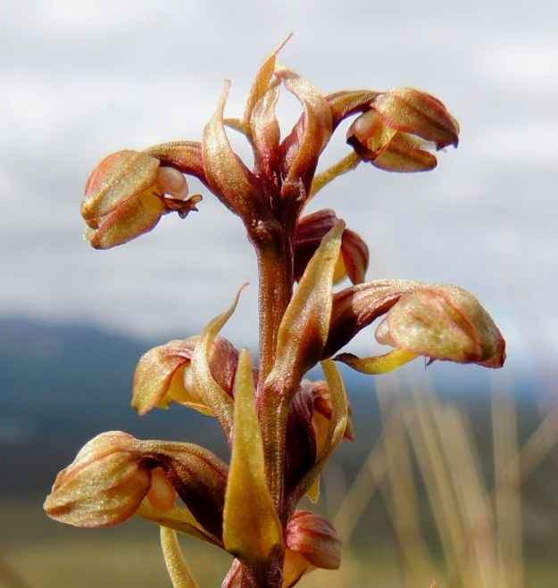 Dactylorhiza viridis (Coeloglossum viride) - pussikämmekkä on saanut nimensä pussimaisesta, noin 2-2,5 mm pitkästä ja mettä tuottavasta kannuksestaan, joka näkyy kuvassa lähes valkoisena. EnL, Enontekiö, Kilpisjärvi, Saanan luoteisrinne, lakialuetta kohti nousevan pääpolun varsi, paljakkarinne, 730 m mpy, 17.7.2013. Copyright Hannu Kämäräinen.