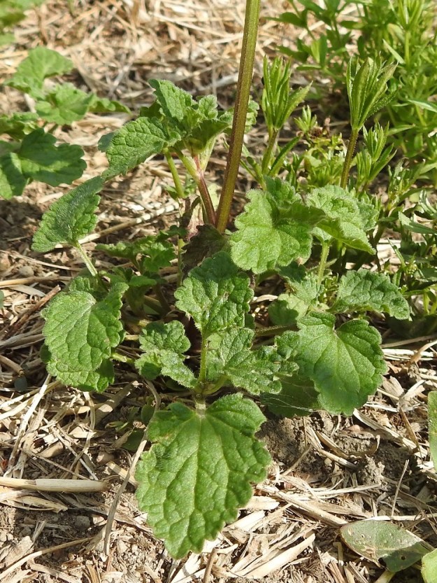 Lamium confertum - välipeipin lehdet ovat ruodilliset, varrella ja haaroissa vastakkain sekä ristikkäisesti allekkain. Kukinnon alapuolisten lehtien ruoti on yleensä noin 2-5 cm pitkä. Lehtilapa on puikea tai pyöreähkön munuaismainen ja herttatyvinen tai ylempänä lähes suora- tai leveän kiilatyvinen. Se on tavallisesti noin 2-5 cm pitkä ja leveimmältä kohtaa noin pituutensa levyinen. 11.7.2023. Copyright Hannu Kämäräinen.