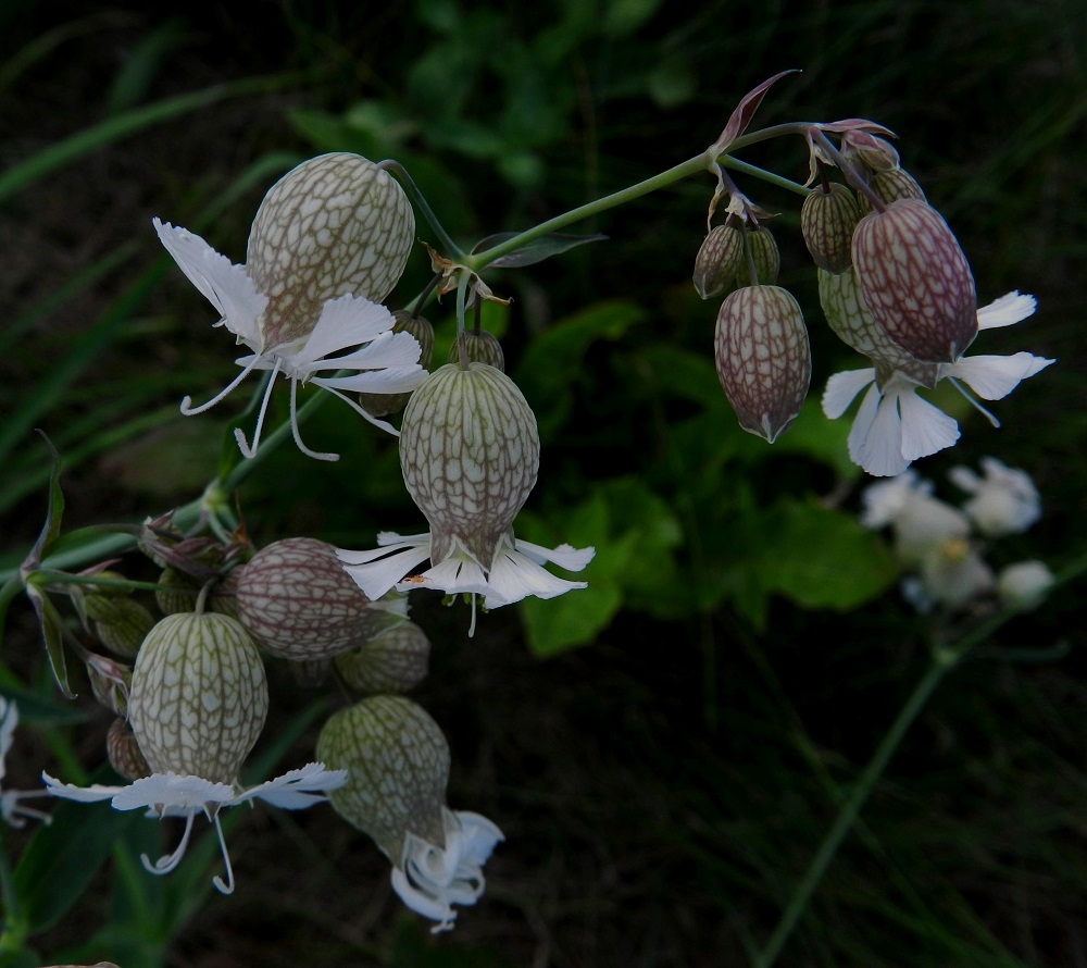 Silene vulgaris subsp. vulgaris var. vulgaris - ahonurmikohokinon verhiö on tavallisesti pullea ja toisinaan lähes pallomainen. Vasemmalla ylhäällä on emikukka ja sen alapuolella kaksineuvoinen kukka. Niiden verhiöiden muodossa ei ole eroja. Verhiöissä on noin 20 pitkittäissuonta, jonka lisäksi pinta on tiheään verkkosuoninen. Verhiö on kärkihampaineen noin 15-20 mm pitkä ja noin 7-15 mm leveä. EH, Hattula, Parola, Alppilanmäki, Hattulantien laitaruohikko, 25.7.2011. Copyright Hannu Kämäräinen.
