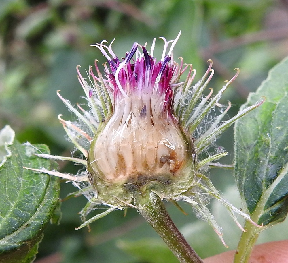 Arctium nemorosum - lehtotakiaisen kukintorakenne paljastuu halkaistun mykerön kuvasta. Yksittäinen teriö on noin 10-12 mm pitkä ja sen rihmamaisen tasasoukka tyviosa on suunnilleen samanpituinen punaliuskaisen kärkiosan kanssa. Teriön tyvellä on vaalea, tyveen asti pitkittäisesti liuskainen tukisuomu ja vain noin 2-3 mm pitkä verhiö, joka on muuntunut sukasiksi. Teriöiden alla näkyvät vielä valkoisina kehityksensä alussa olevat pohjuspähkylät, jotka ovat kypsinä tavallisesti noin 6-9 mm pitkät. Niiden jossain määrin käyrä muoto on jo näkyvillä. Oikean laidan pehmeä pähkyläaihio on saanut sisäänsä mykerön hedelmällisyyttä kaventavan toukkaruokailijan. A, Hammarland, Strömma, Vesterbyvägenin varsi, rantametsikön laide Söderträsketin umpeen kasvavan lammen kohdalla, 14.7.2022. Copyright Hannu Kämäräinen.