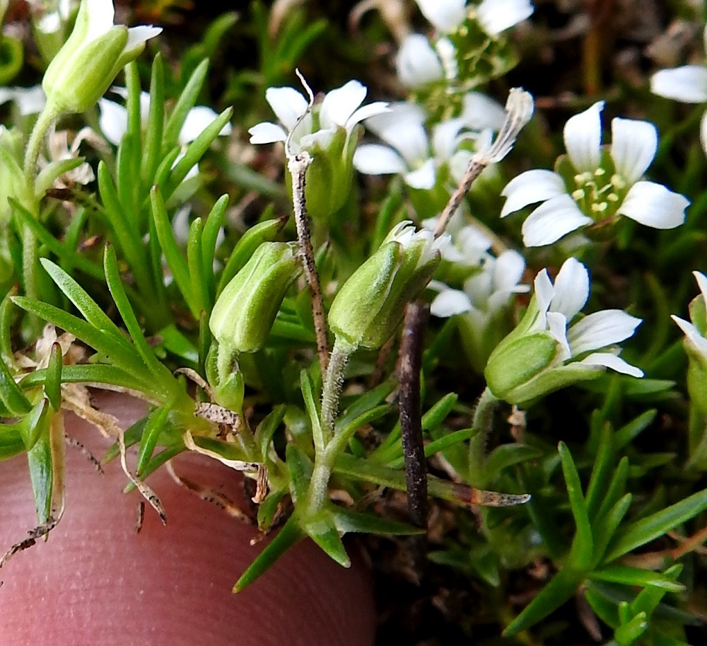 Cherleria biflora - lapinnädän kukkavarret ovat kukkaperineen lyhimmillään vain noin parin sentin mittaiset. Verholehdet ovat kapeasti kalvolaitaiset ja kolmisuoniset. Kuvassa suonet eivät selvästi näy. EnL, Enontekiö, Kilpisjärvi, Saanan jyrkkä, kivikkoinen koillisrinne lähellä pahtaseinämän tyveä, Saanajärven luoteispään kohdalla, 785 m mpy, 6.7.2018. Copyright Hannu Kämäräinen.