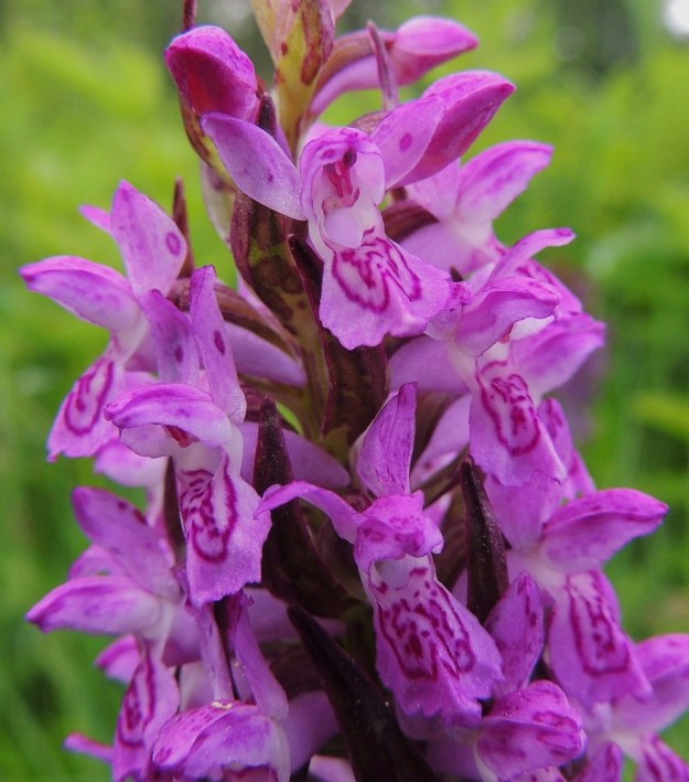 Dactylorhiza incarnata subsp. cruenta - veripunakämmekän kuudesta kehälehdestä uloimmat kolme on ylöspäisiä. Niistä laitimmaiset ovat jäniksen korvien tavoin pystyssä ja keskimmäinen on yleensä eteenpäin taipunut. Ne ovat soikeahkoja tai puikeahkoja ja yleensä noin 5-7 mm pitkiä. Sisemmistä kehälehdistä kaksi on uloimpien kaltaista, mutta ne ovat vähän lyhyempiä ja hetiön sekä emiön ylle taipuneita. Huulen muoto vaihtelee samassakin kukintotähkässä. Usein huulessa on kuvan alimman kukan tapaan ulkoneva keskinipukka. Kuvan ylimmässä kukassa näkyy kannusaukon yläpuolelle nouseva luotti, jossa on kaksi siitepölymyhkyä. Aukon yläreunassa näkyvät kaksi luottia ja niiden välissä keulaksi muuttunut kolmas luotti. 9.6.2014. Copyright Hannu Kämäräinen.
