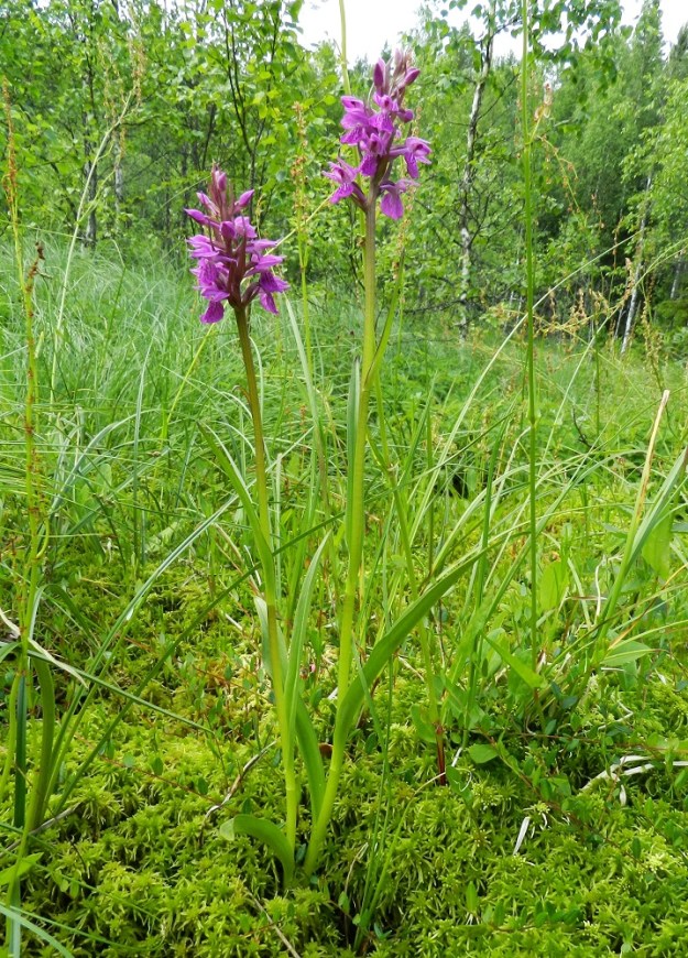Dactylorhiza incarnata subsp. incarnata - suopunakämmekkä on kuvan letolla varsin omintakeisen näköinen ja jo aika kaukana tyypillisestä lajinsa edustajasta. Kuvassa oleva varsipari muistuttaa harvalla kukinnollaan ja osin kukkamallillaankin jo kaitakämmekkää, D. trausteineri, jota kasvoi paikalla pienikokoisena mutta muuten monimuotoisena. Taustalla on lähteikkösuolaheinän, Rumex acetosa var. fontanopaludosus, harsuja kukintoja. EH, Ruovesi, Siikakangas, Röykkeenneva, pieni lähteikköletto, 1.7.2011. Copyright Hannu Kämäräinen.