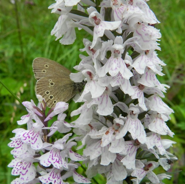 Dactylorhiza maculata - maariankämmekän kukat ovat kehälehtien asennosta riippuen yleensä noin 10-15 mm leveitä. Kehälehtiä on kuusi. Niistä kolme ulointa on ylöspäin suuntautunut. Ne ovat yleensä soikeahkoja tai puikeahkoja ja noin 6-8 mm pitkiä. Sisemmistä kehälehdistä kaksi on uloimpien kaltaista, mutta ne ovat vähän lyhyempiä ja hetiön sekä emiön ylle taipuneita. Kolmas sisempi kehälehti muodostaa noin 7-9 mm pitkän huulen. Sen kärkiosa on noin 7-10 mm leveä. Huulen kärki on yleensä matalahkosti kolmiliuskainen ja keskiliuska enintään sivuliuskojen mittainen. Maariankämmekkä huijaa hyönteisiä medettömillä kukillaan. Kuvassa tesmaperhonen, Aphantopus hyperantus, on imukärsällään turhaan "onkimassa" mettä kannuksista. EH, Hämeenlinna, Miemala, Helsingintien (tie 130) laitaoja, 17.7.2012. Copyright Hannu Kämäräinen.