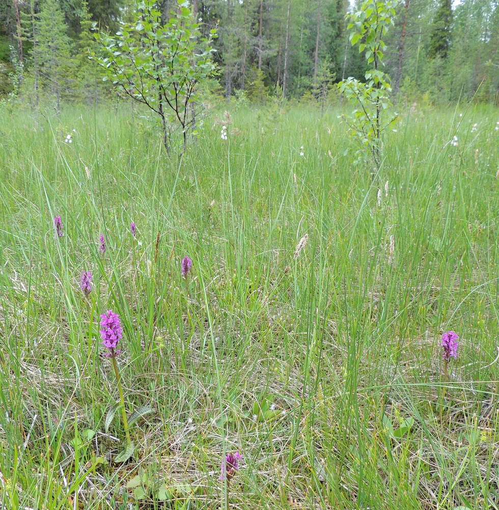 Dactylorhiza traunsteineri - kaitakämmekän D. lapponica -tyyppi kasvaa useimmiten letoilla, lähdesoilla ja -soistumilla sekä tunturisoistumilla. Kapealehtinen D. traunsteineri -tyyppi suosii lettojen ja lähdesoistumien lisäksi myös kosteita suoniittyjä. Kuvassa olevalla letollakin kasvoi molempia tyyppejä, joskin toisistaan erillään. Laji suosii kalkkipitoisia kasvupaikkoja. Se on rauhoitettu koko maassa. Ks, Kuusamo, Juuma, Jyrävänjärven pohjoispään itäpuoli, pieni, avoin lettosuo Oulangan kansallispuiston rajalla, 13.7.2015. Copyright Hannu Kämäräinen.