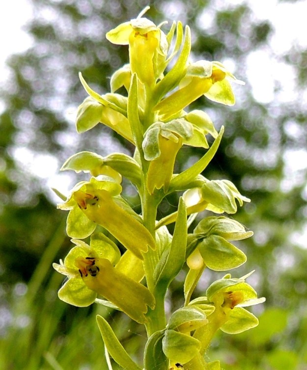Dactylorhiza viridis (Coeloglossum viride) - pussikämmekän kukat ovat noin 10 mm leveitä. Kukan kuudesta kehälehdestä viisi on pituudeltaan tavallisesti noin 5-6 mm. Kolme niistä on ulompaa ja soikeaa. Kaksi sisempää kehälehteä on suikeahkoa ja suuntautuu viistosti ylöspäin ulompien kehälehtien väliin. Kaikki viisi kehälehteä ympäröivät ja suojaavat siitintukkua. Ponnenpuoliskot ovat kellertävät ja ne ovat kuin haara-asennossa. Vasemmalla alhaalla olevassa kukassa näkyy kannuksen aukko ja sen suulla olevat luottiliuskat. Ks, Kuusamo, Liikasenvaara, kylän läpi vievän soratien laide, 14.7.2015. Copyright Hannu Kämäräinen.