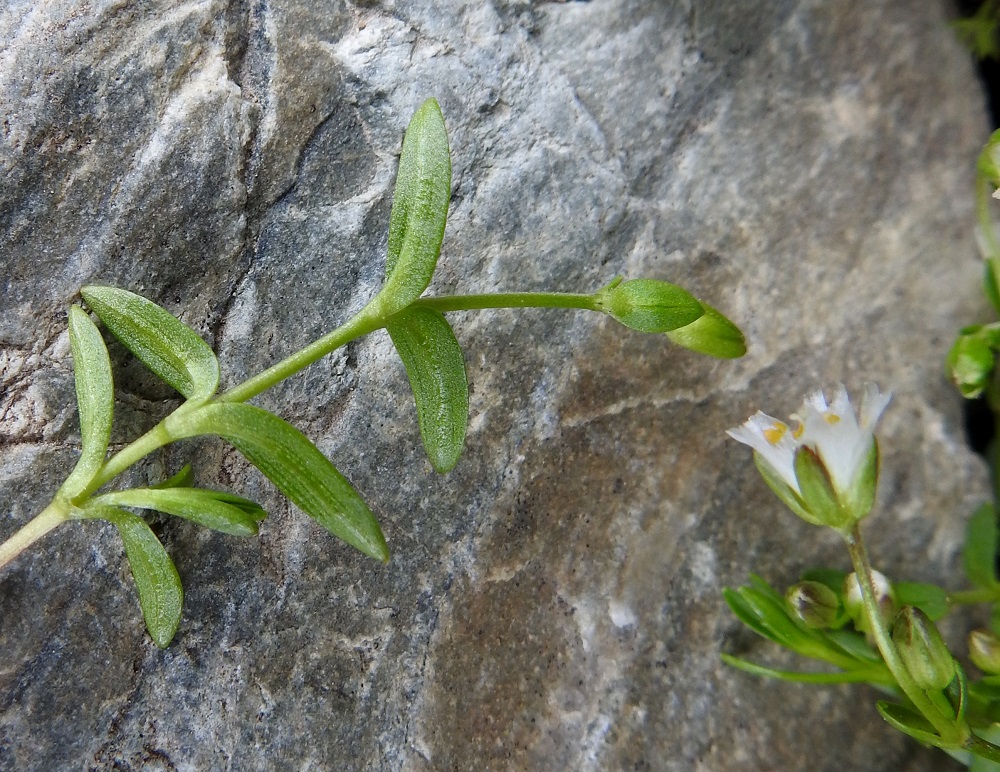 Dichodon cerastoides (Cerastium cerastoides) - lumihärkin lehdet ovat ruodittomat, tiiviisti vastakkaiset ja molemmin puolin kaljut. Kuvassa on kasvamassa olevan kukintoverson kärki alapuolelta. 9.7.2018. Copyright Hannu Kämäräinen.