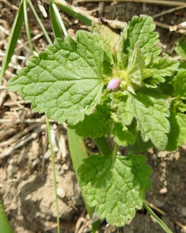 Lamium confertum - välipeipin lehdet ovat epätasaisesti isohampaiset. Hampaat ovat pyöreähköjä tai suippoja. Lavan molemmat puolet ovat karvaiset. 11.7.2023. Copyright Hannu Kämäräinen.