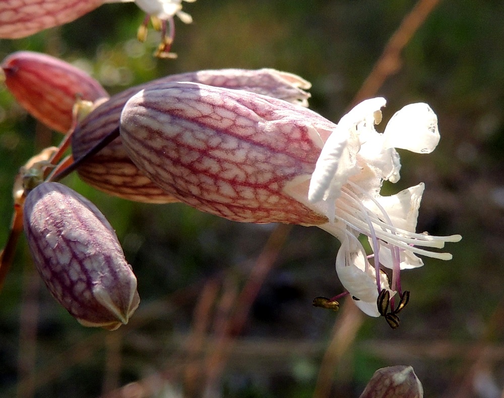 Silene vulgaris subsp. vulgaris var. litoralis - suomenlahdennurmikohokin verhiö on yhdislehtinen, kellomainen tai pullean pyöreämuotoinen ja pyöreätyvinen. Verhiössä on 15-20 pitkittäissuonta, joista osa erottuu heikommin. Lisäksi verhiö on tiheään verkkosuoninen. 8.7.2013. Copyright Hannu Kämäräinen.