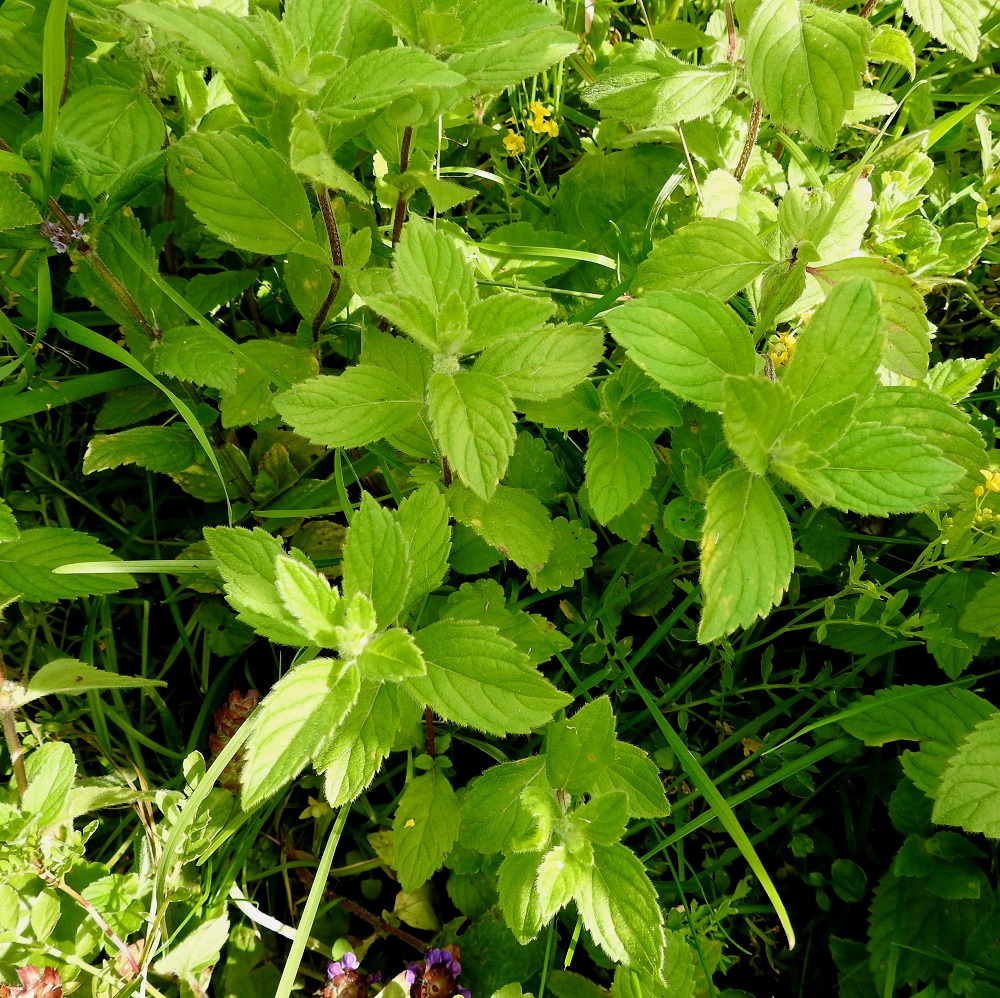 Mentha xgracilis - jalomintun lehdet ovat varrella vastakkain ja ristikkäisesti allekkain. Lehtilapa on soikea tai puikeahko, suippokärkinen ja pyöreä- tai leveän kiilatyvinen. Se on tavallisesti noin 2-6 cm pitkä ja leveimmältä kohtaa noin 1-3 cm leveä. 25.7.2023. Copyright Hannu Kämäräinen.