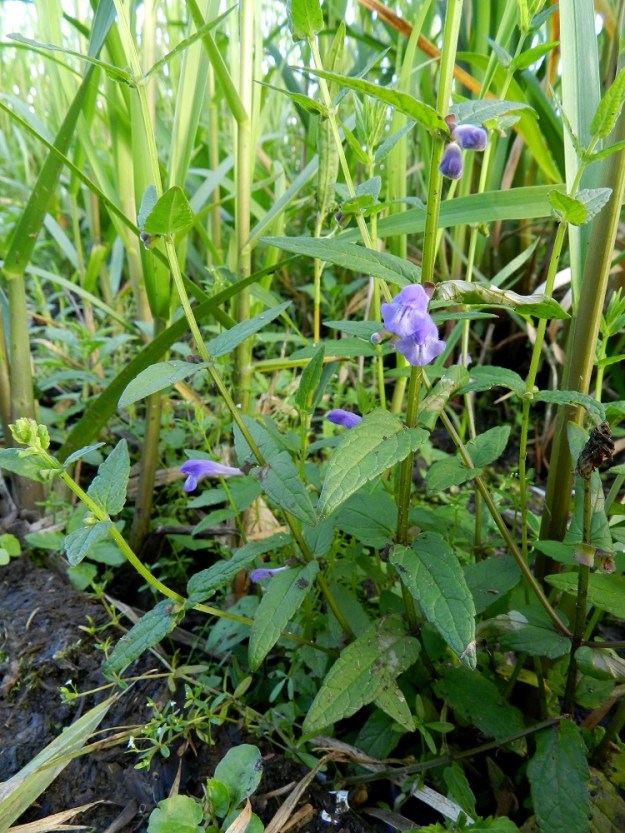 Scutellaria galericulata - luhtavuohennokan alimmat kukkaparit voivat olla varren tai haarojen puoliväliä alempana. Ainakin latvan alapuoliset hankalehdet ovat kukkiaan pitemmät. Varren tyviosassa ja usein ylempänäkin vastakkaiset lehtiparit ovat ristikkäisesti allekkain. EH, Hämeenlinna, Sairio, Vanajaveden koillisranta rautatiesillan kaakkoispuolella, pitkospuisen rantapolun varsi, 27.7.2012. Copyright Hannu Kämäräinen.
