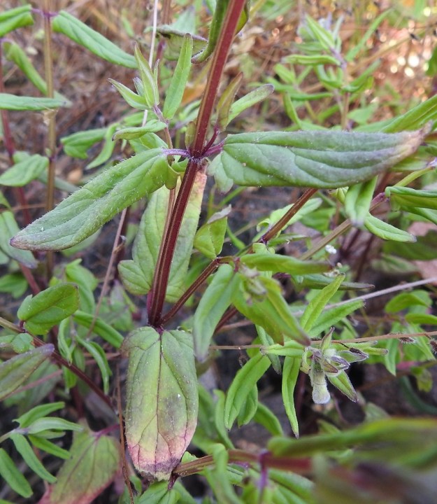 Scutellaria hastifolia - keihäsvuohennokan tyviosan yläpuolisten lehtien ruoti on yleensä noin 1-4 mm pitkä ja lyhytkarvainen. Lehtilapa on päältä vihreä ja vaihtelevasti lyhytkarvainen. Varsi on nelisärmäinen ja särmiä myöten hyvin lyhytkarvainen. 21.6.2023. Copyright Hannu Kämäräinen.