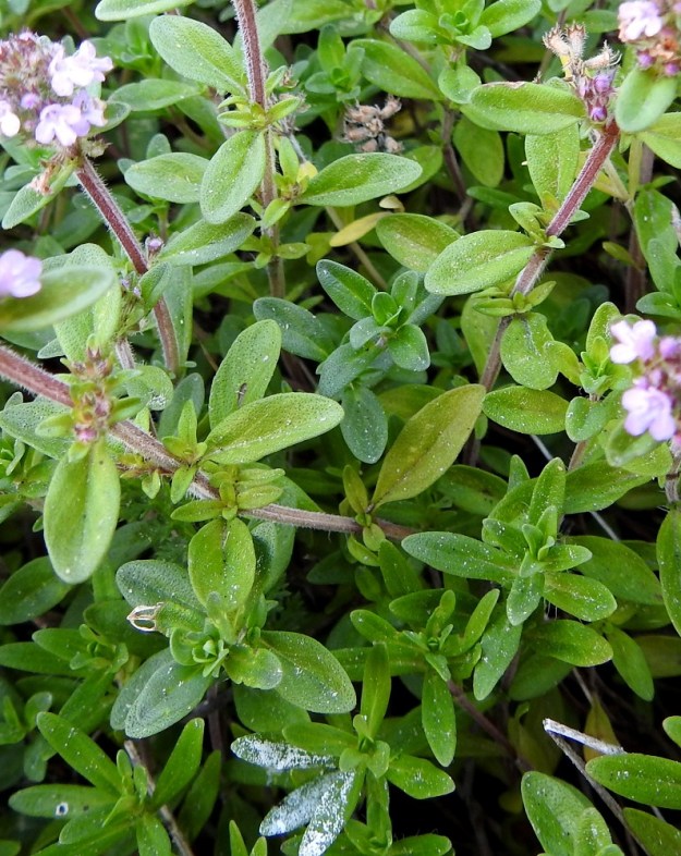 Thymus pulegioides subsp. pannonicus - idännurmiajuruohon lehtilapa on ehyt ja suikeahko tai soikean suikea. Tyvi on kiilamainen ja kärki tylppä tai pyöreä. Lapa on tavallisesti noin 5-15 mm pitkä ja leveimmältä kohtaa noin 2-5 mm leveä. 12.7.2023. Copyright Hannu Kämäräinen.