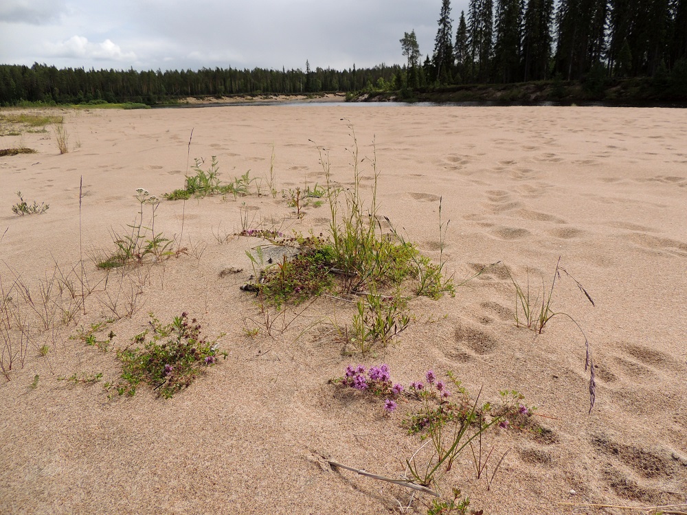 Thymus serpyllum subsp. tanaënsis - tenonajuruohon pääesiintymisalue on nimensä mukaisesti Inarin Lapin eliömaakunnan länsilaidalla, Utsjoella ja Inarissa, Tenon ja sen jatkeena olevan Inarijoen varsilla. Toinen runsaampi esiintymisalue on Koillismaan Kuusamossa, Oulankajoen varsilla. Joitakin havaintoja on myös Sallan ja Pudasjärven puolelta. Rajankäyntiä nimialalajiin, harjuajuruohoon ei juurikaan tarvitse käydä, koska esiintymisalueet ovat lähes erilliset. Harjuajuruoho on Koillismaalla hyvin harvinainen ja siitä on lähinnä vain vanhoja havaintotietoja. 14.7.2015. Copyright Hannu Kämäräinen.