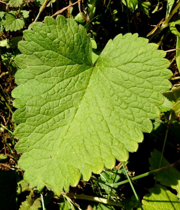 Betonica macrantha - jalopähkämön lehtilavan tyvi on herttamainen ja kärki tylppä. Laita on säännöllisesti iso- ja pyöreä- tai suippohampainen. 7.7.2023. Copyright Hannu Kämäräinen.