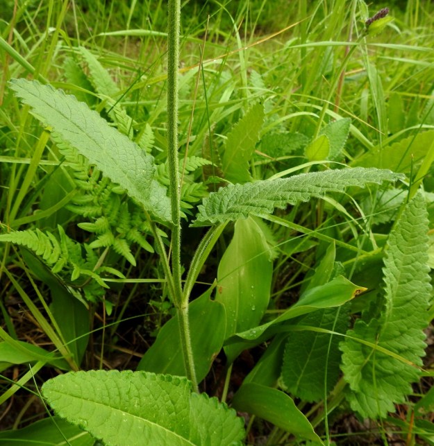 Betonica officinalis - rohtopähkämön varsi ja lehtiruodit ovat tiheästi ja alaspäisesti tai siirottavasti pehmeäkarvaiset. Varsilehtien ruoti on varren alaosassa yleensä enimmillään vähän yli 10 cm pitkä. 5.7.2023. Copyright Hannu Kämäräinen.