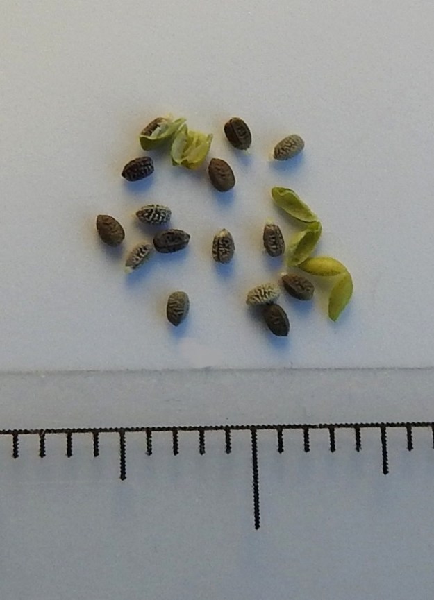 Euphorbia exigua - pikkutyräkin siemen on lähinnä pitkulainen, harmaa tai ruskehtava ja pinnaltaan kurttupintainen tai kiemurtelevasti uurteinen. Osassa siemeniä on muurahaislevintää helpottava, vaalea rasvalisäke, elaiosomi. Ilman sitä siemen on noin 1,2-1,3 mm pitkä. 12.7.2023. Kuva näytteestä, copyright Hannu Kämäräinen.