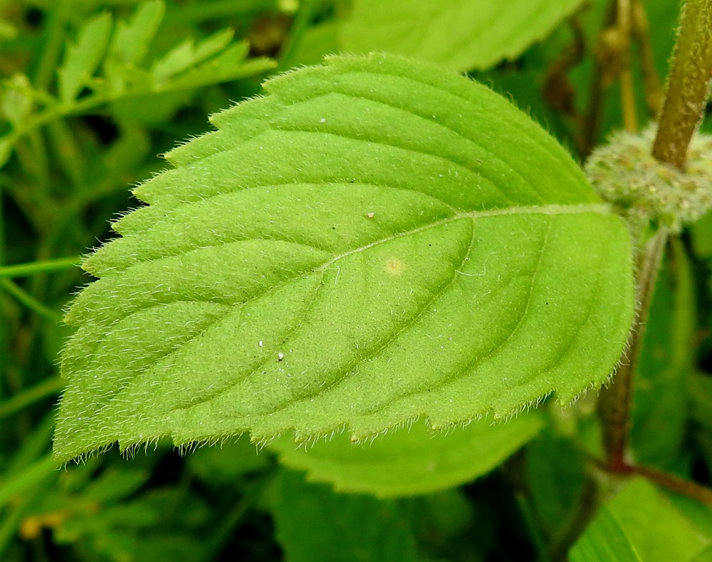 Mentha xgracilis - jalomintun lehdet ovat laidoiltaan kärkeä kohti suuntautuneesti tai hieman harittavasti isohko- ja terävähampaiset. Yläpinta on vihreä tai harmaanvihreä, öljypisteinen ja lähes pinnanmyötäisesti karvainen. 25.7.2023. Copyright Hannu Kämäräinen.