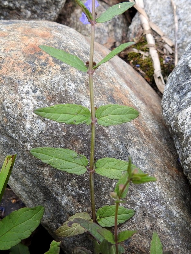 Scutellaria galericulata - luhtavuohennokan lehtiparit voivat olla pitkältä matkaa myös samansuuntaiset. Lehtiruoti on lyhyt, yleensä vain noin 1-4 mm pitkä. ES, Mikkeli, Kenkäveronniemi, Kenkävero, Ukonveden Savilahden rantakivikko, 23.7.2021. Copyright Hannu Kämäräinen.